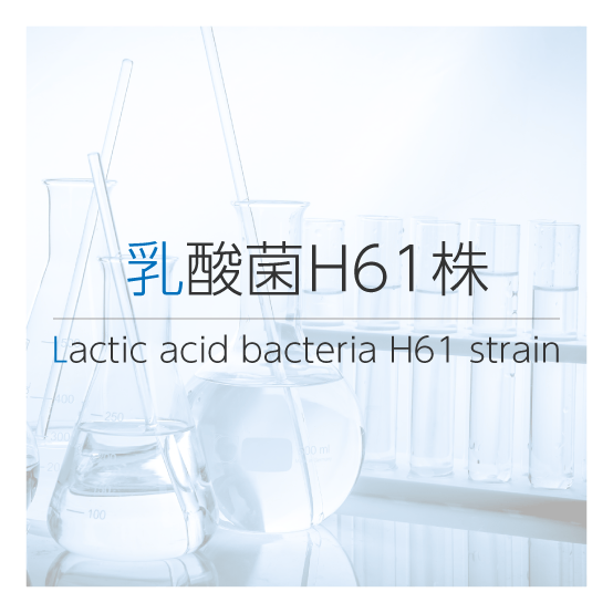 乳酸菌H61株